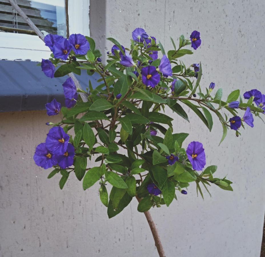 Shalom Place Of Peace Vasfontein Ngoại thất bức ảnh